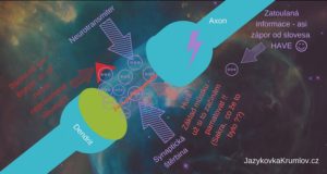 Dendrity, axony, synapse a jak funguje učení